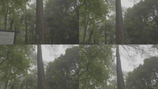 桐庐大奇山自然风景高清在线视频素材下载