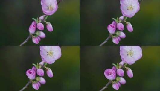 花朵 花 花开 延时 春天高清在线视频素材下载