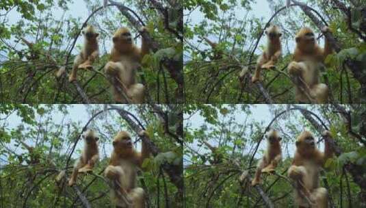 金丝猴幼崽玩耍2高清在线视频素材下载