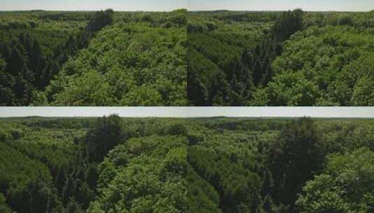 无人驾驶飞机飞越一片大森林高清在线视频素材下载