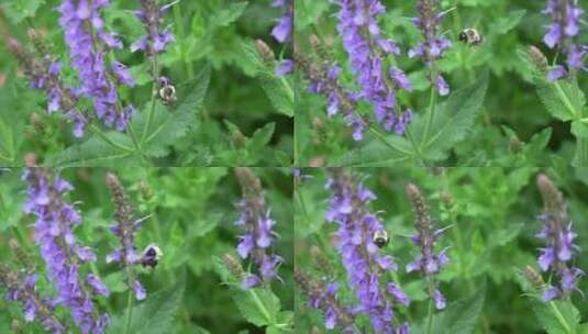 一只在紫色花朵上取食的蜜蜂高清在线视频素材下载