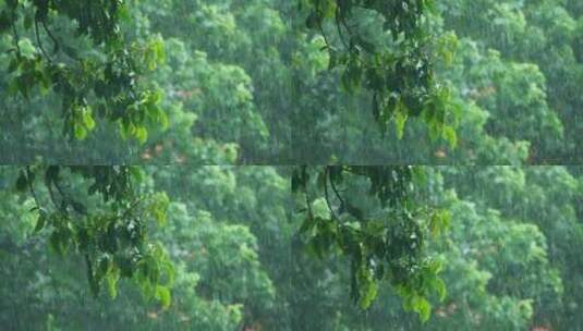 雨中的树叶，雨中的植物视频素材高清在线视频素材下载
