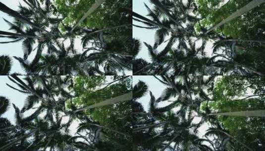 仰视仰拍阳光大树枝叶树荫高清在线视频素材下载