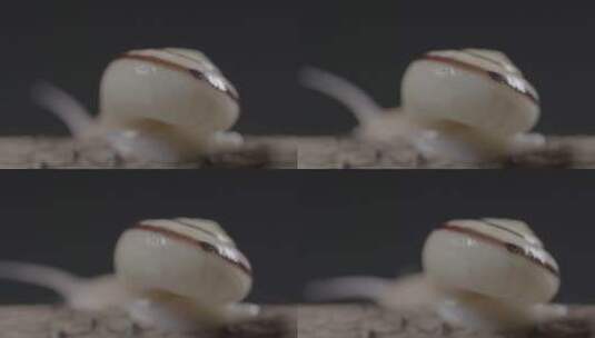 蜗牛背着壳慢慢爬行LOG高清在线视频素材下载
