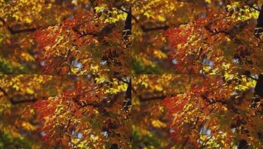 秋季红叶高清在线视频素材下载