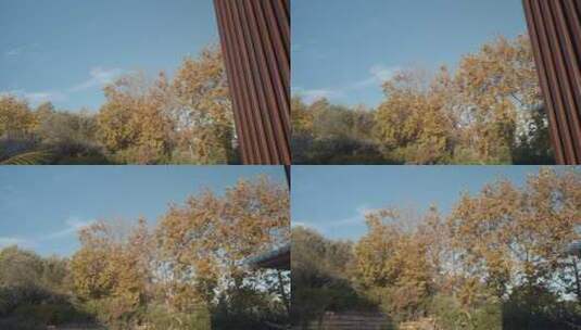 秋天来了叶子黄了树木树叶 (10)高清在线视频素材下载
