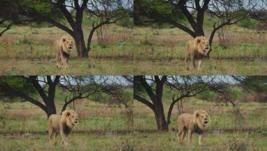丛林中的狮子高清在线视频素材下载