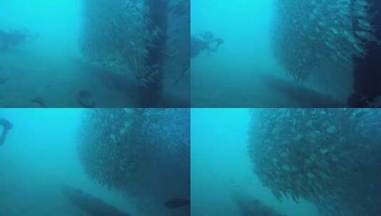 海底 鱼群 跟拍 潜水员 鱼群里高清在线视频素材下载