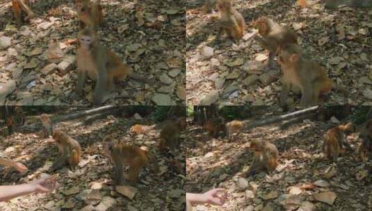 桂林七星公园野生的猴子高清在线视频素材下载