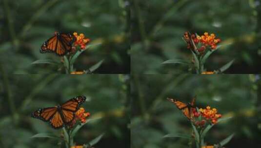 黑脉金斑蝶从花朵上飞走了高清在线视频素材下载
