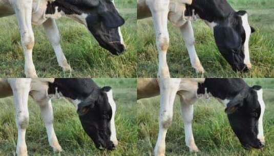 在绿色草地上吃草的奶牛高清在线视频素材下载