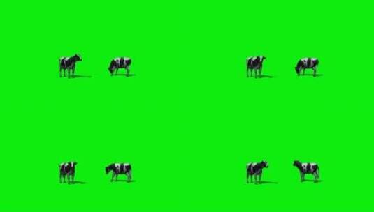 绿幕-动物-两只奶牛高清在线视频素材下载