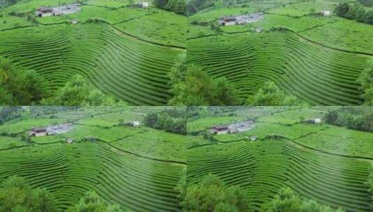 雨后的茶山高清在线视频素材下载