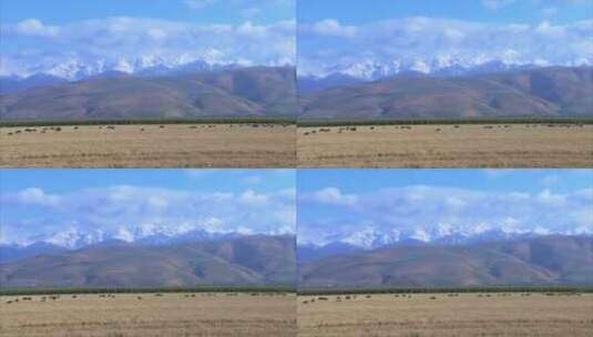 新疆伊犁牧场 白云 大山下 牛群放牧 近景高清在线视频素材下载