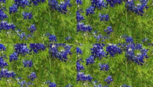 蓝色花朵在草地上高清在线视频素材下载