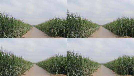 道路旁的玉米高清在线视频素材下载