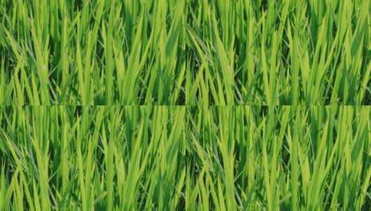 嫩绿色的秧苗，夏天绿油油的水稻田高清在线视频素材下载