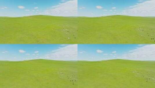 草原上吃草的羊群牛群高清在线视频素材下载