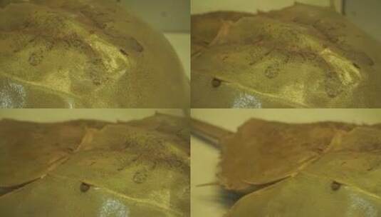 马蹄蟹鲎保护动物活化石高清在线视频素材下载