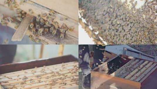 养蜂场中蜂蜂农取蜜劳作画面素材高清在线视频素材下载