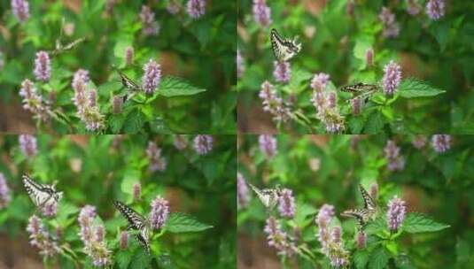 两只花蝴蝶花丛中飞舞采蜜慢镜头特写高清在线视频素材下载