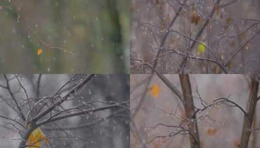 枯木枯叶下雪实拍高清在线视频素材下载