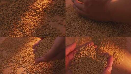 小麦稻谷水稻大米丰收丰收乡村振兴三农农业高清在线视频素材下载