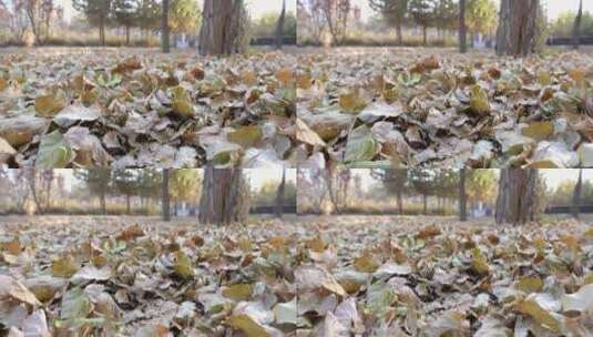 枯黄的落叶高清在线视频素材下载