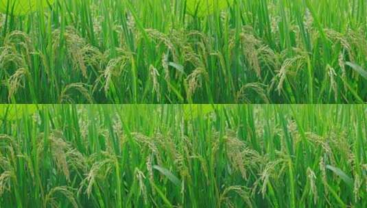 【正版素材】云南水稻Feifan0705高清在线视频素材下载