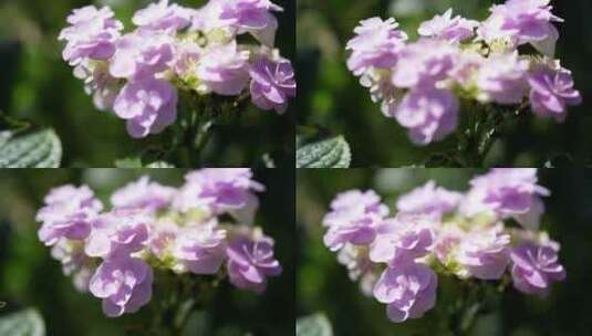 绣球花鲜花花朵微距特写高清在线视频素材下载