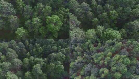 原始森林视频云南楚雄山区松树林近景高清在线视频素材下载