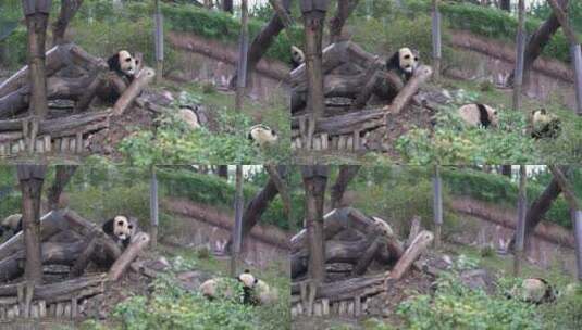 国宝大熊猫动物萌宠四川成都高清在线视频素材下载
