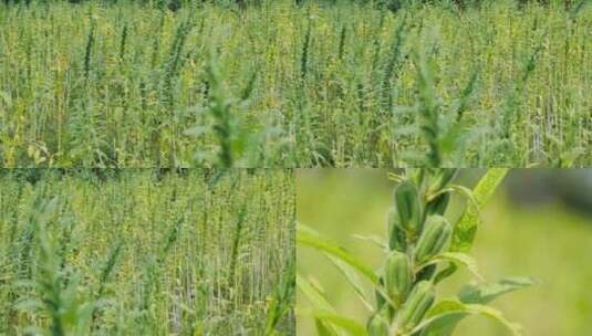 芝麻种植高清在线视频素材下载