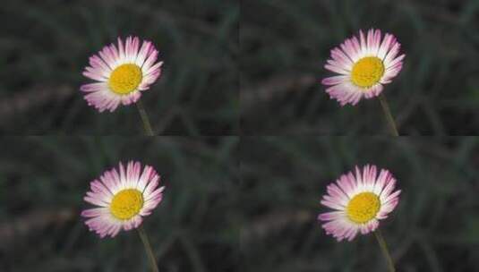 花卉素材高清在线视频素材下载