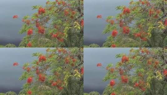 田野里的花朵特写高清在线视频素材下载