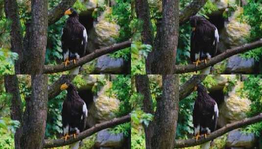 春天树上的海鹰高清在线视频素材下载