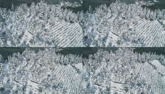 杭州余杭窑头山大麓寺茶园森林雪景航拍高清在线视频素材下载