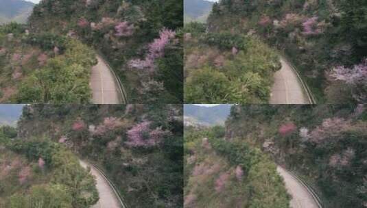 金华浦江山野樱花公路航拍高清在线视频素材下载