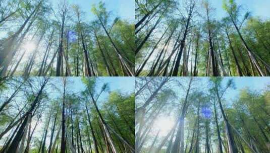 阳光森林树林光影大自然高清在线视频素材下载