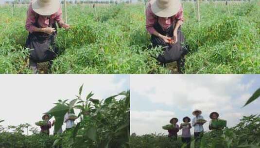 辣椒种植基地高清在线视频素材下载