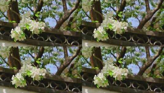 春天北海公园中式建筑前盛开的白色海棠花高清在线视频素材下载