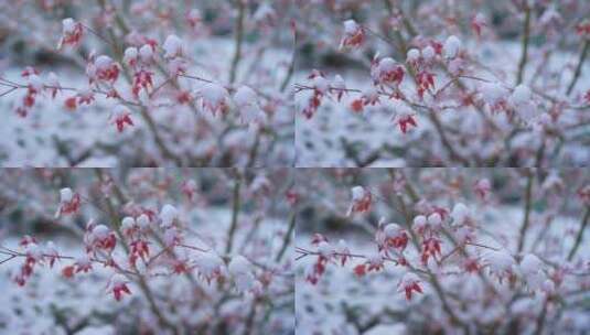 枫叶积雪素材高清在线视频素材下载