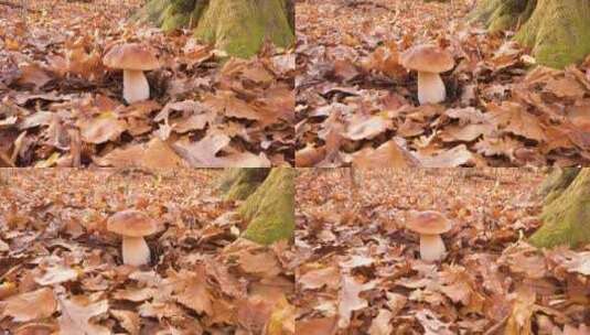 秋天落叶高清在线视频素材下载