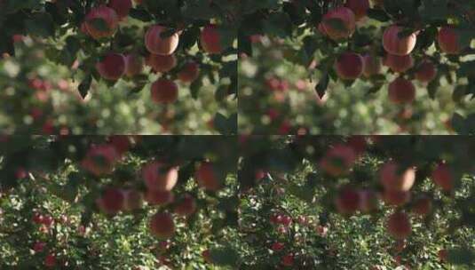 苹果园 苹果树 红苹果 香甜高清在线视频素材下载