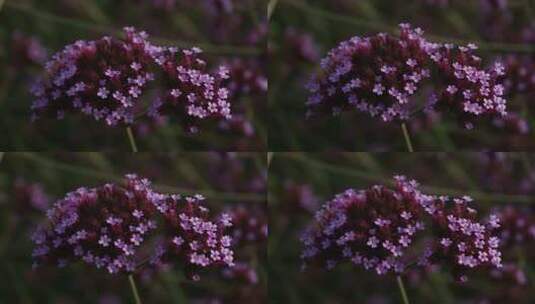 紫色马鞭草花 唯美花高清在线视频素材下载