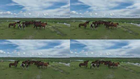 呼伦贝尔草原湿地马群高清在线视频素材下载