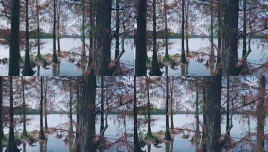 广州海珠湖公园水杉落羽杉红叶高清在线视频素材下载