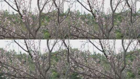 梅园、梅花高清在线视频素材下载