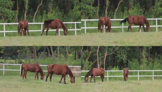 两头马吃草高清在线视频素材下载