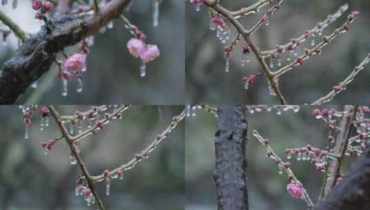 冬天冻雨高清在线视频素材下载